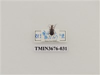 藏品(步行蟲(2))的圖片